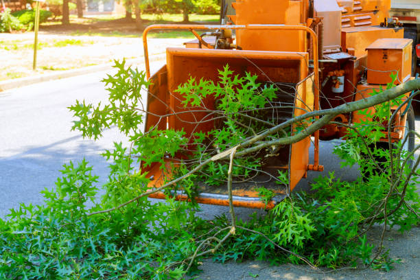 Best Tree Cutting Near Me  in Langdon, ND